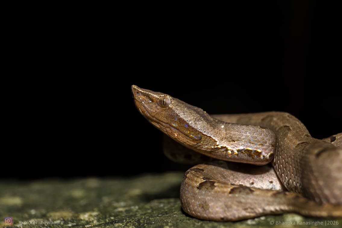 Congress Excursion to the Knuckles: The Herping Tour - Species 5